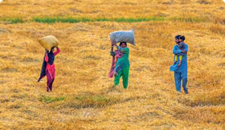 Women in fields - a promise of brighter yields
